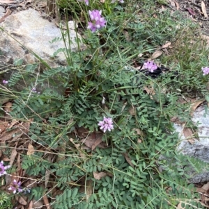 Securigera varia at Molonglo Valley, ACT - 11 Feb 2022