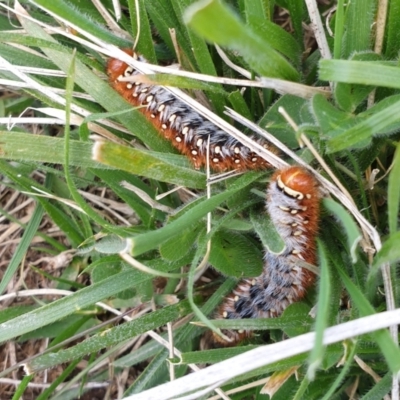 Pterolocera (genus) (Antheliid moth) at Jerrabomberra, ACT - 26 Sep 2021 by HannahWindley