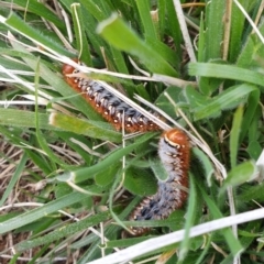 Pterolocera (genus) at Jerrabomberra, ACT - 26 Sep 2021 11:30 AM