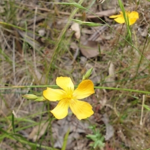 Hypericum gramineum at Farrer, ACT - 1 Dec 2021