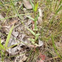 Hypericum gramineum at Farrer, ACT - 1 Dec 2021