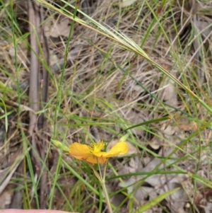 Hypericum gramineum at Farrer, ACT - 1 Dec 2021