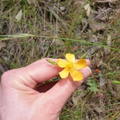 Hypericum gramineum at Farrer, ACT - 1 Dec 2021