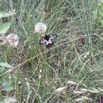 Papilio anactus (Dainty Swallowtail) at Theodore, ACT - 11 Feb 2022 by Cardy