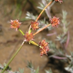 Luzula (genus) (Woodrush) at Molonglo Valley, ACT - 10 Feb 2022 by MatthewFrawley