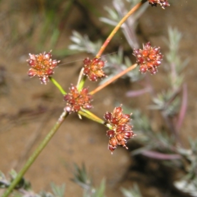 Luzula (genus) (Woodrush) at Molonglo Valley, ACT - 10 Feb 2022 by MatthewFrawley