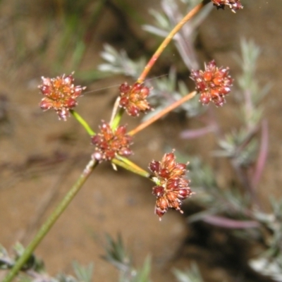 Luzula sp. (Woodrush) at Molonglo Valley, ACT - 10 Feb 2022 by MatthewFrawley