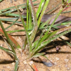 Luzula sp. at Molonglo Valley, ACT - 10 Feb 2022 08:04 PM