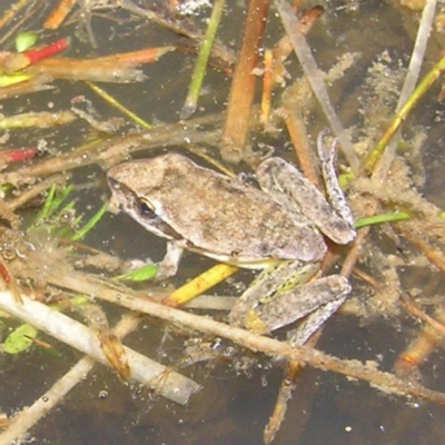 Litoria latopalmata (Broad-palmed Tree-frog) at Molonglo Valley, ACT - 10 Feb 2022 by MatthewFrawley