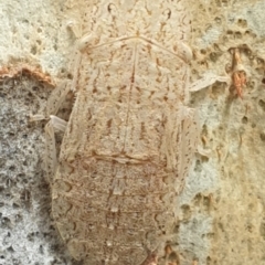 Ledromorpha planirostris (A leafhopper) at Turner, ACT - 11 Feb 2022 by LD12