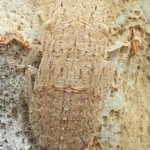 Ledromorpha planirostris at Turner, ACT - 11 Feb 2022 03:11 PM