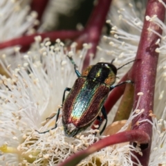 Selagis caloptera (Caloptera jewel beetle) at Red Hill, ACT - 11 Feb 2022 by Roger