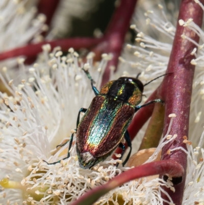 Selagis caloptera (Caloptera jewel beetle) at Red Hill, ACT - 11 Feb 2022 by Roger