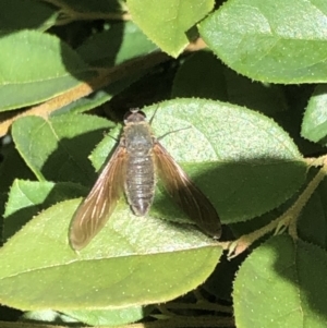 Comptosia sp. (genus) at Braddon, ACT - 11 Feb 2022