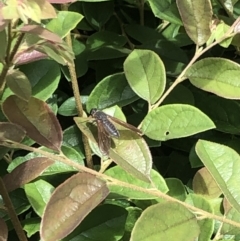 Comptosia (genus) at Braddon, ACT - 11 Feb 2022 03:14 PM