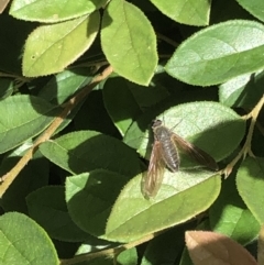 Comptosia (genus) at Braddon, ACT - 11 Feb 2022 03:14 PM