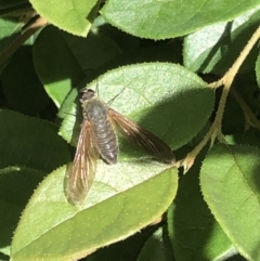 Comptosia (genus) at Braddon, ACT - 11 Feb 2022 03:14 PM