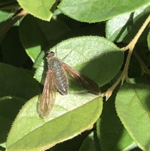 Comptosia sp. (genus) at Braddon, ACT - 11 Feb 2022