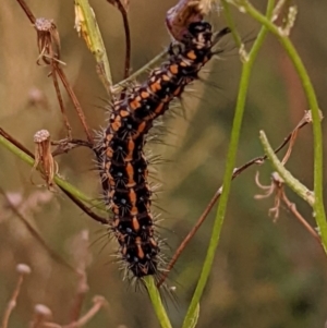 Nyctemera amicus at Molonglo Valley, ACT - 10 Feb 2022