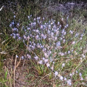 Eryngium ovinum at Molonglo Valley, ACT - 10 Feb 2022