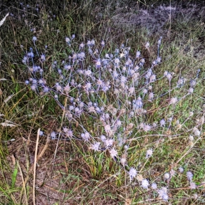 Eryngium ovinum (Blue Devil) at Molonglo Valley, ACT - 10 Feb 2022 by HelenCross