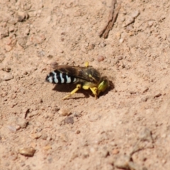 Bembix sp. (genus) at Hughes, ACT - 10 Feb 2022