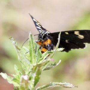 Idalima affinis at Bonython, ACT - 11 Feb 2022