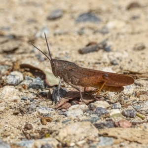 Goniaea australasiae at Bonython, ACT - 11 Feb 2022