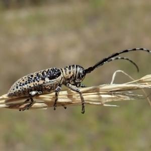 Rhytiphora albocincta at Cook, ACT - 11 Feb 2022