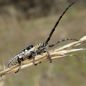 Rhytiphora albocincta at Cook, ACT - 11 Feb 2022