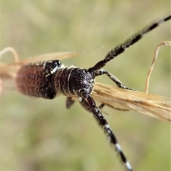 Rhytiphora albocincta at Cook, ACT - 11 Feb 2022