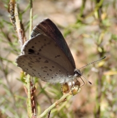 Erina hyacinthina (Varied Dusky-blue) at Aranda Bushland - 11 Feb 2022 by CathB