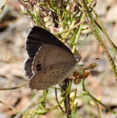 Erina hyacinthina at Aranda, ACT - 11 Feb 2022