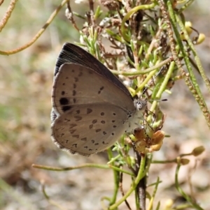 Erina hyacinthina at Aranda, ACT - 11 Feb 2022