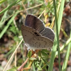 Erina hyacinthina at Aranda, ACT - 11 Feb 2022