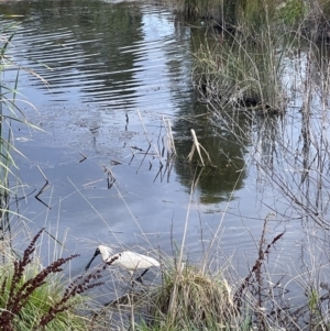 Platalea regia at Casey, ACT - 11 Feb 2022 06:14 PM