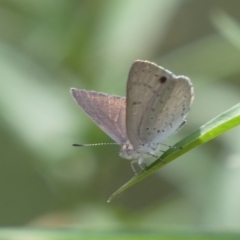 Erina hyacinthina (Varied Dusky-blue) at Molonglo Valley, ACT - 11 Feb 2022 by Steve_Bok