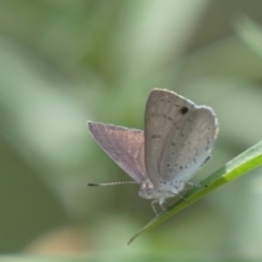 Erina hyacinthina at Molonglo Valley, ACT - 11 Feb 2022