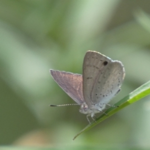 Erina hyacinthina at Molonglo Valley, ACT - 11 Feb 2022