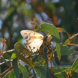 Heteronympha merope at Acton, ACT - 11 Feb 2022