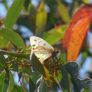 Heteronympha merope at Acton, ACT - 11 Feb 2022