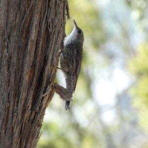 Cormobates leucophaea at Acton, ACT - 11 Feb 2022