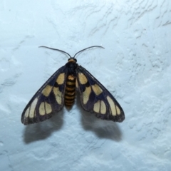 Amata (genus) at McKellar, ACT - 16 Jan 2022