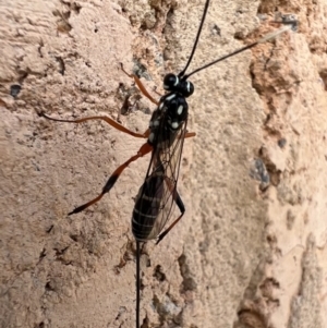 Gotra sp. (genus) at Murrumbateman, NSW - 11 Feb 2022