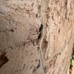 Gotra sp. (genus) at Murrumbateman, NSW - 11 Feb 2022 01:23 PM