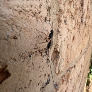 Gotra sp. (genus) at Murrumbateman, NSW - 11 Feb 2022 01:23 PM