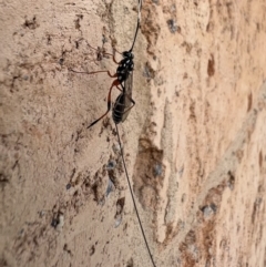 Gotra sp. (genus) at Murrumbateman, NSW - 11 Feb 2022