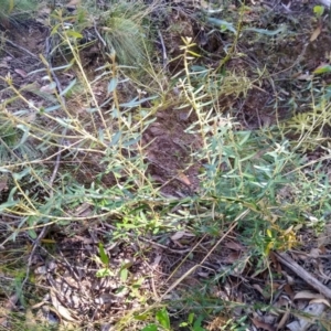 Astrotricha ledifolia at Gundaroo, NSW - 11 Feb 2022