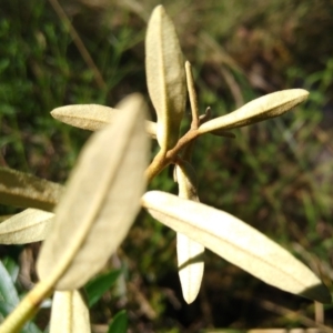 Astrotricha ledifolia at Gundaroo, NSW - 11 Feb 2022