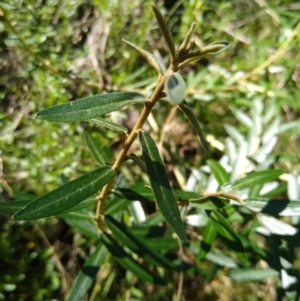 Astrotricha ledifolia at Gundaroo, NSW - 11 Feb 2022